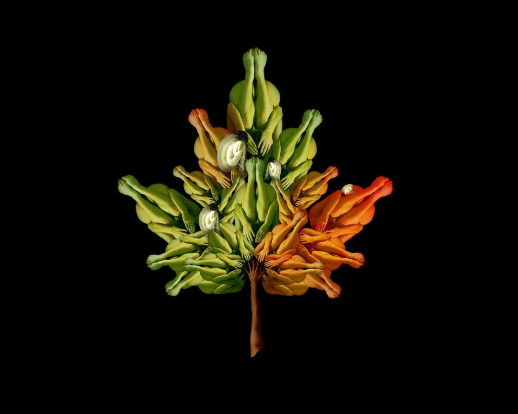 An image of a work of art by Cecelia Webber. The image shows several human bodies painted in greens, yellows, and oranges, and arranged in the image of a maple leaf.