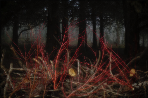 A photo of a landscape by Hilary Wardhaugh. There was bright red bush branches in the foreground and dark tree trunks in the background.